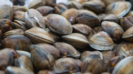 Ritirate dal mercato le vongole surgelate Coralfish: rischio chimico segnalato dal Ministero