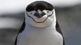 Da "Happy Feet" a "Happy Sleep": i pinguini sono i maestri indiscussi del pisolino