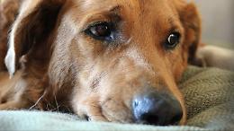 "Torna o faccio male al cane": a processo per stalking l'ex convivente