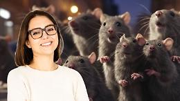 Invasione di topi a Settimo:  “Piastra, dove sei?”, "Vergogna! Vergogna!"