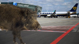 Cinghiale in pista a Caselle, Ryanair scappa a Malpensa