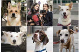 Dal canile ai cuori: Doggo Daiily fa ciò che nessuno osa fare 