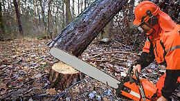 Censimento degli alberi: 15mila euro sotto esame a Borgaro