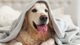 Scalda un cuore, dona una coperta: al via la campagna di LNDC Animal Protection