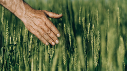 Crisi agricola: i campi in ginocchio e le messe non bastano più