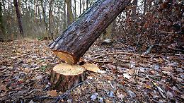 Uomo perde la vita schiacciato da un albero