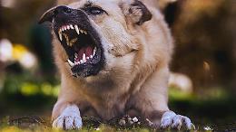 Cane del pusher azzanna poliziotto: arresto movimentato a Torino