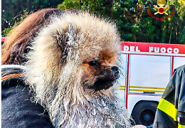Trascinata dalla corrente, intrappolata tra le rapide: Kiki salvata in extremis dai Vigili del Fuoco