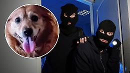 Eroina a quattro zampe in Canavese: Milly mette in fuga i ladri e salva la sua famiglia