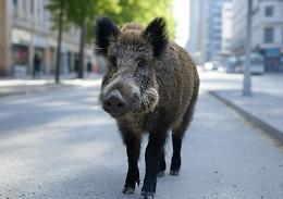 Cinghiale a spasso nel centro: il video diventa virale, il sindaco ironizza (VIDEO)