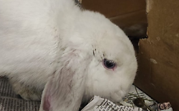 Cucciolo ed Eolo, gli adorabili coniglietti in cerca di casa: ecco come adottarli