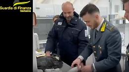 Bloccato al confine con 40 kg di khat: maxi sequestro a Iselle (VIDEO)