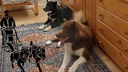 Due atleti del Canavese ai Mondiali di Sleddog: Santin e Rizzo in gara per l'Italia