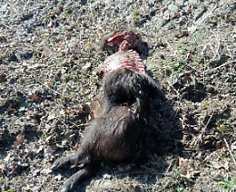 Cinghiale sbranato dai lupi: scatta il panico sui social