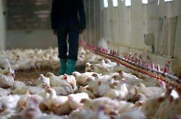 Influenza aviaria, massima allerta da Confagricoltura