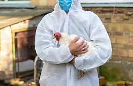 Influenza aviaria, test negativi sugli allevamenti intorno a Chivasso. Abbattuti 50.000 polli. Estesa la zona di sorveglianza