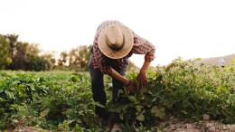 Avvelenato dal lavoro nei campi, perde una gamba e rischia la vita: orrore a Latina