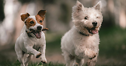 Venaria Reale potenzia le aree cani: novità per gli amici a quattro zampe 