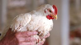 Allarme aviaria a Chivasso: abbattuti 55mila tra polli e galline! Ecco cosa sta succedendo