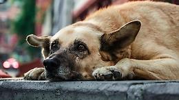 Lascia i cani nell’orto abusivo, uno muore tra le fiamme: padrone condannato