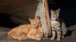 Montanaro, tre incontri per la salute e la tutela dei gatti: l’iniziativa dell’Associazione Cuore di Gatto ODV