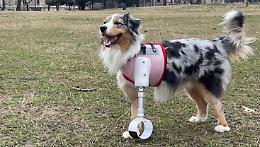 Rio, il cane che ha sfidato il destino: con una zampa bionica torna a correre felice