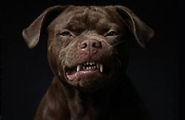 Bimba di 9 mesi sbranata dal pitbull di famiglia