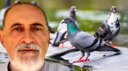Strage di piccioni: il sindaco di Torino sceglie il piombo