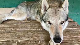Cane lupo incatenato ad un tavolo: l'intervento delle guardie zoofile