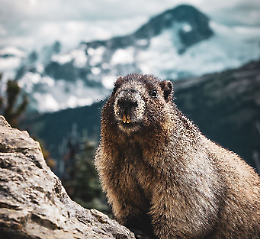 Nivolet a "numero chiuso": una carta dei servizi per salvaguardare la marmotta. Ecco spiegato come