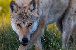 Paura nelle Valli di Lanzo. Cervo sbranato sulla provinciale, cresce l’allarme per i lupi