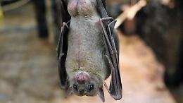 Un regno segreto nel buio: il rifugio invernale dei pipistrelli
