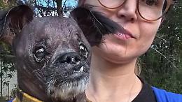 Fabio, il cane dal muso umano che nessuno voleva