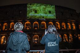 "Stop alla strage dei pulcini maschi!": Animal Equality illumina il Colosseo (FOTO E VIDEO)