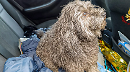 Eroico salvataggio: due cani rianimati dai vigili del fuoco tra le fiamme
