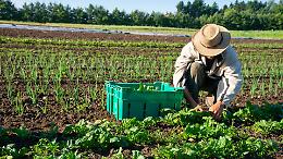 Nuove opportunità in agricoltura: finanziamenti a fondo perduto per under 41