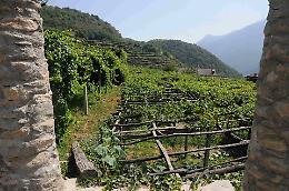 Salviamo i vigneti alpini prima che scompaiano
