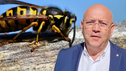 50mila euro contro la vespa velutina: elemosina politica per un'invasione fuori controllo