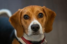 Manifestazioni in tutta Italia: il 22 marzo Torino in piazza contro la vivisezione su Beagle