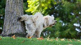 Ciriè, multe per chi non pulisce la pipì dei cani: nuova stretta per il decoro urbano