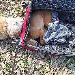Pitbull trovato morto in una valigia, Enpa: “Orrore assoluto, fermiamo questa violenza”