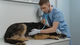 Allarme influenza canina: il virus H3N2 si diffonde tra i cani, rischio focolai