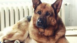 Addio a Diesel, il cane attore erede di Rex: una leggenda a quattro zampe si spegne