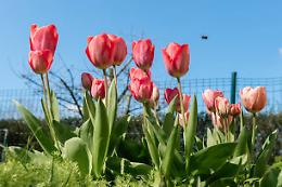 Un angolo di Olanda in Piemonte: a Favria fiorisce il Villaggio dei Tulipani