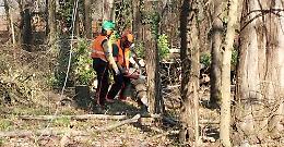 Massacro al Meisino: alberi abbattuti, attivisti feriti, natura cancellata