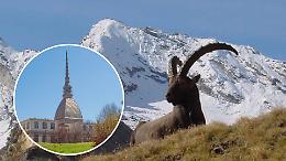 Parco Gran Paradiso, raccolta firme per trasferire la sede: il Canavese si mobilita