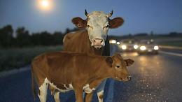 Una mucca fugge e partorisce in mezzo alla strada in Canavese
