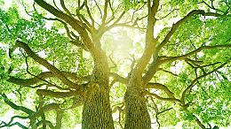 Caravino e Castagneto Po: il Piemonte celebra il suo patrimonio verde con 63 nuovi alberi monumentali