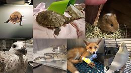 Torino e gli animali non convenzionali: il Centro Canc di Grugliasco in prima linea