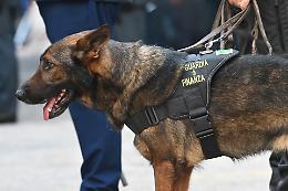 Fiuto infallibile: il cane della Finanza scova un chilo di cocaina